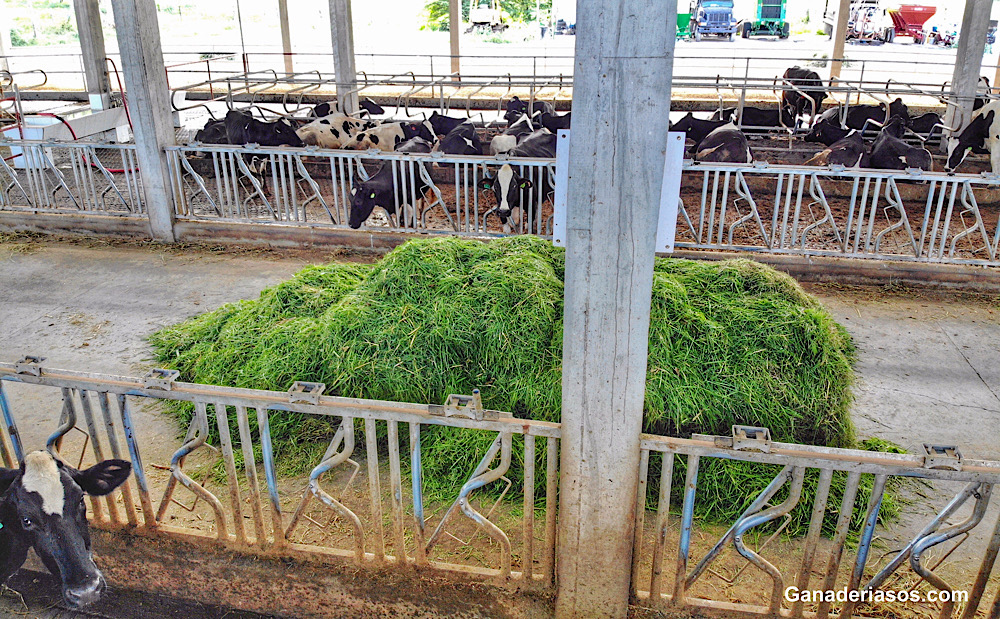 EL FUTURO DE LA SALUD ANIMAL ESTÁ&nbsp;AQUÍ