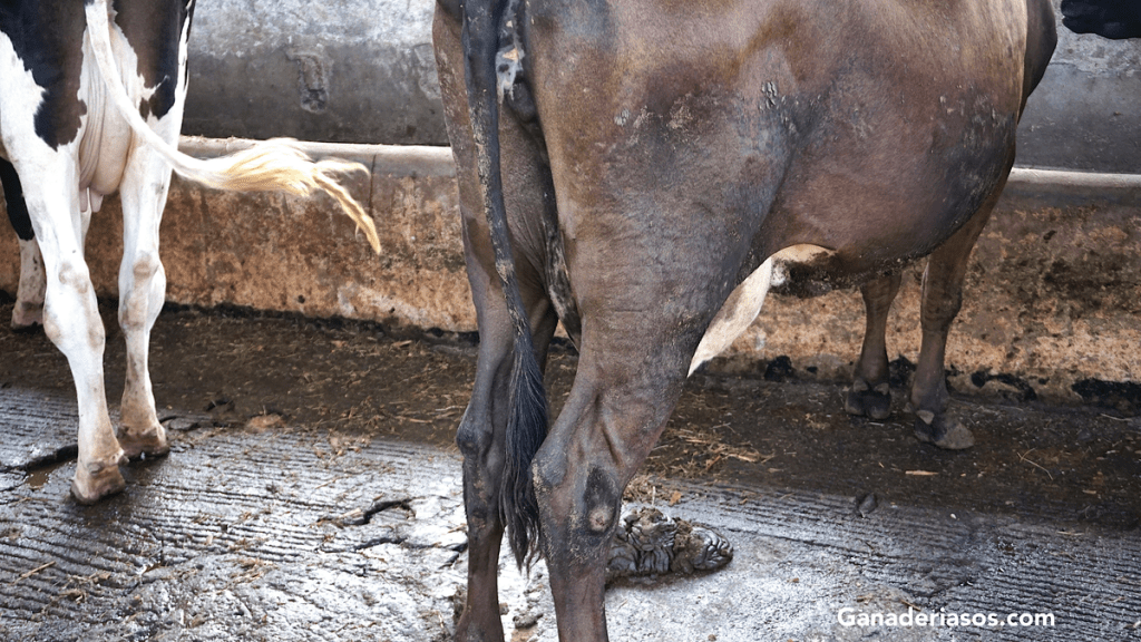 DESTACAN NUEVOS HALLAZGOS EN TORNO A STAPHYLOCOCCUS AUREUS COMO CAUSA DE LA&nbsp;MASTITIS…