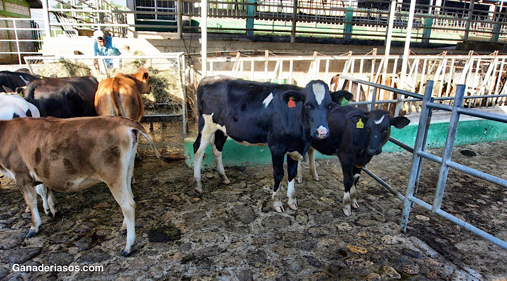 DEBE CONOCER LAS MEDIDAS PARA HACER FRENTE AL ESTRÉS POR CALOR DE LAS&nbsp;VACAS