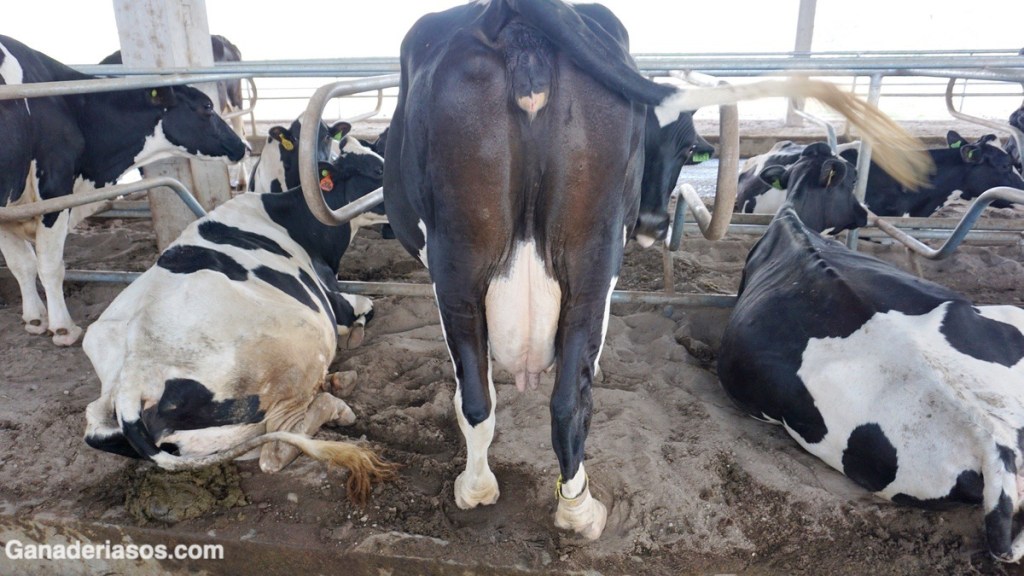 CINCO FACTORES CLAVE EN PROGRAMAS DE MEJORAMIENTO DE CALIDAD DE LA&nbsp;LECHE