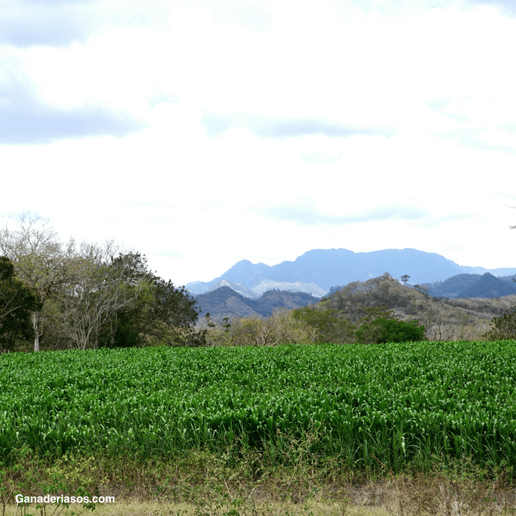 INTOXICACIÓN POR NITRATOS –&nbsp;PASTURAS