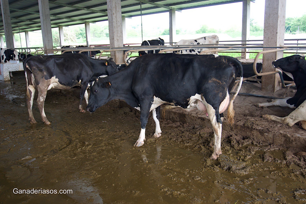 CUANTO COBRE ES NECESARIO PARA LAS RACIONES DEL GANADO LECHERO
