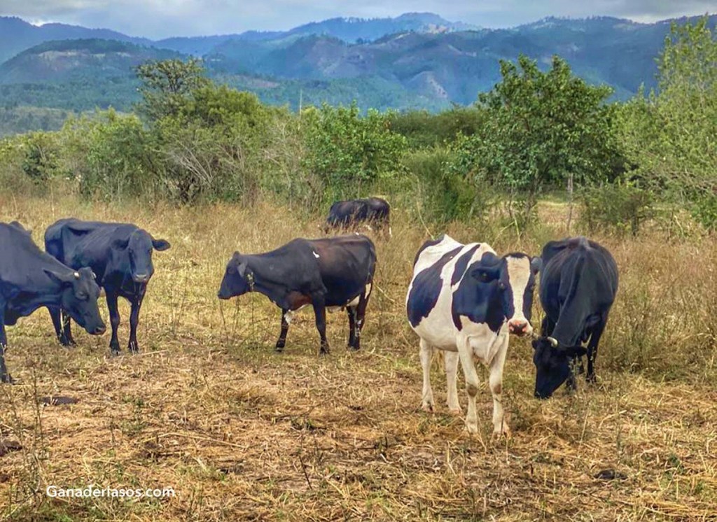 PREFERENCIAS DEL MÉDICO POR EL FRACASO DE LA TERNERA LECHERA DE LAS PRUEBAS DE TRANSFERENCIA&nbsp;PASIVA