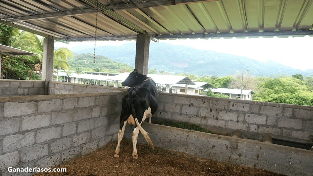 EFECTO DE LA CAÑA DE AZÚCAR NEGRA RICA EN ANTOCIANINAS SOBRE LA PRODUCCIÓN DE LECHE Y LA CAPACIDAD ANTIOXIDANTE EN VACAS LECHERAS EN&nbsp;LACTANCIA