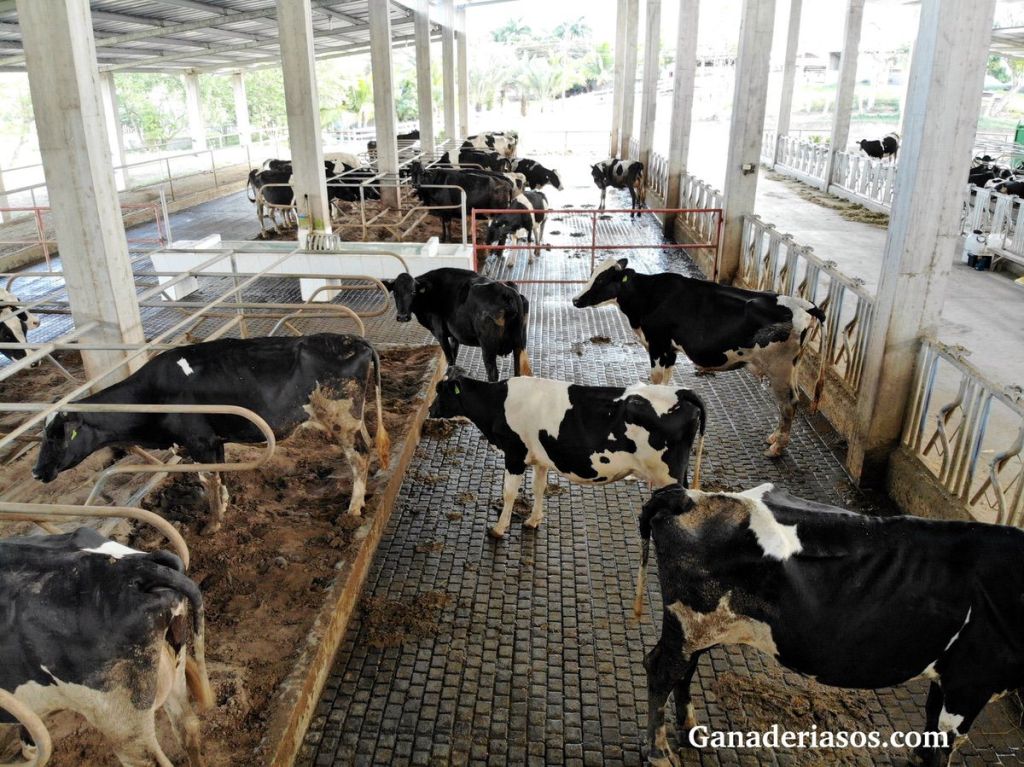 “UNA GANADERÍA ES SOSTENIBLE SI PRODUCE LECHE A BAJO&nbsp;COSTE”