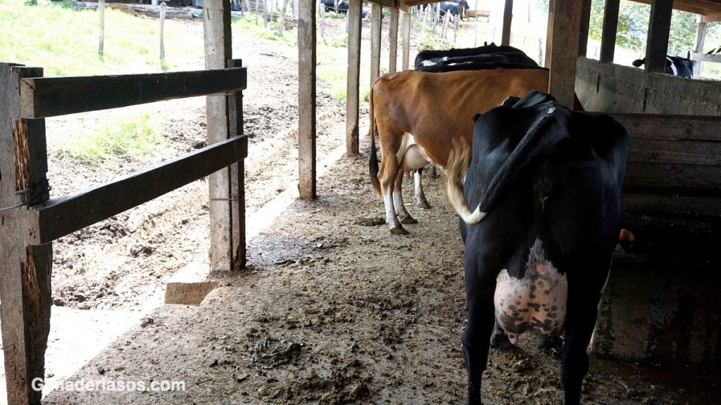 HIPOCALCEMIA: «FIEBRE DE LA&nbsp;LECHE»