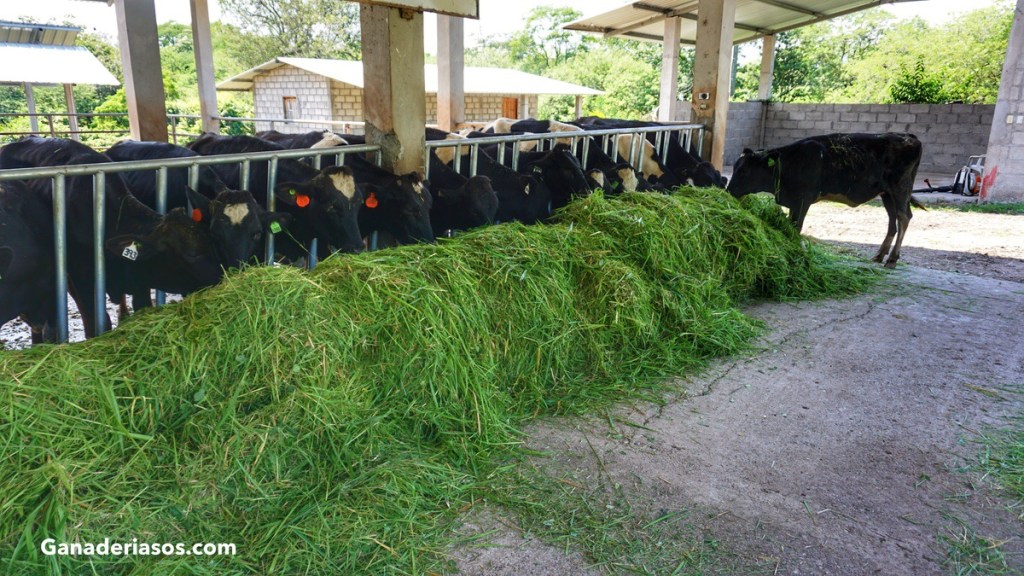 SOJA: HARINAS DE EXTRACCIÓN PARA LA ALIMENTACIÓN DEL&nbsp;GANADO