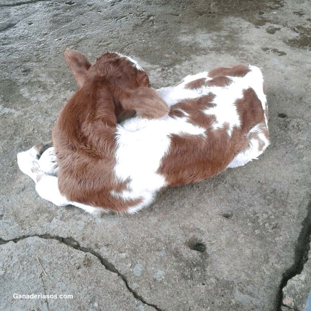 «INTRODUCCIÓN DE HMW: LA LLAMADA DE HAPLOTIPO PARA EL SÍNDROME DE DEBILIDAD MUSCULAR DE INICIO&nbsp;TEMPRANO”