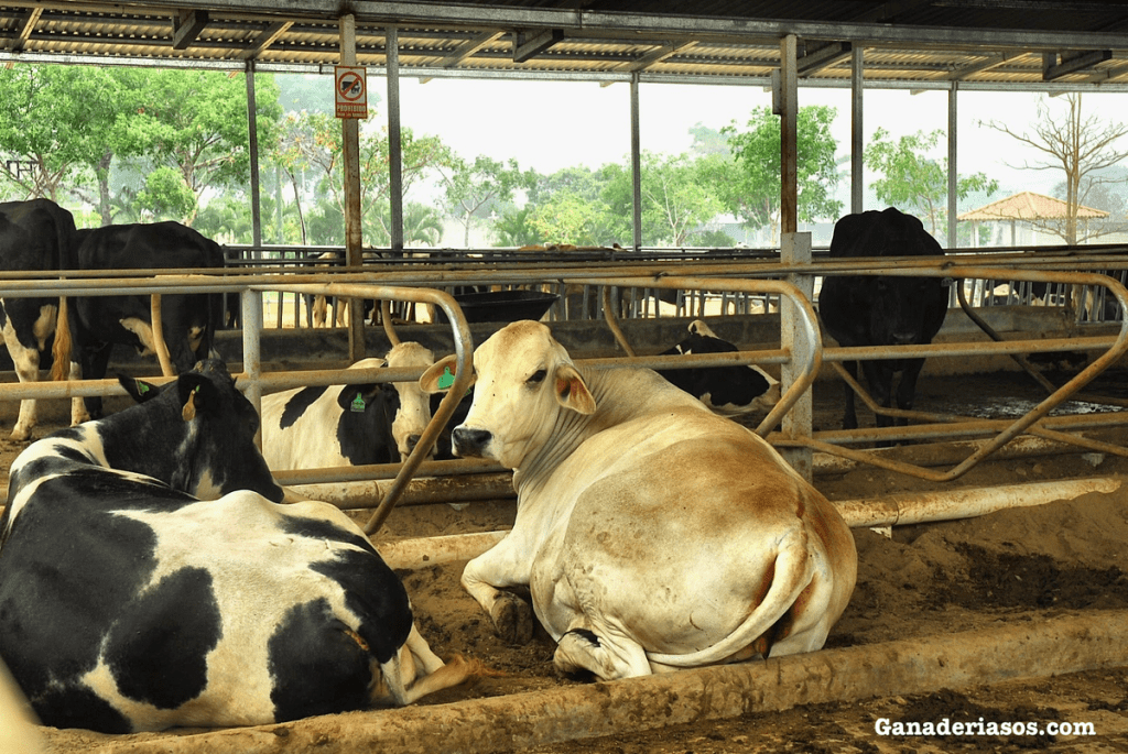CONVIRTIENDO LA SOSTENIBILIDAD EN RENTABILIDAD CON EL&nbsp;CARBONO.