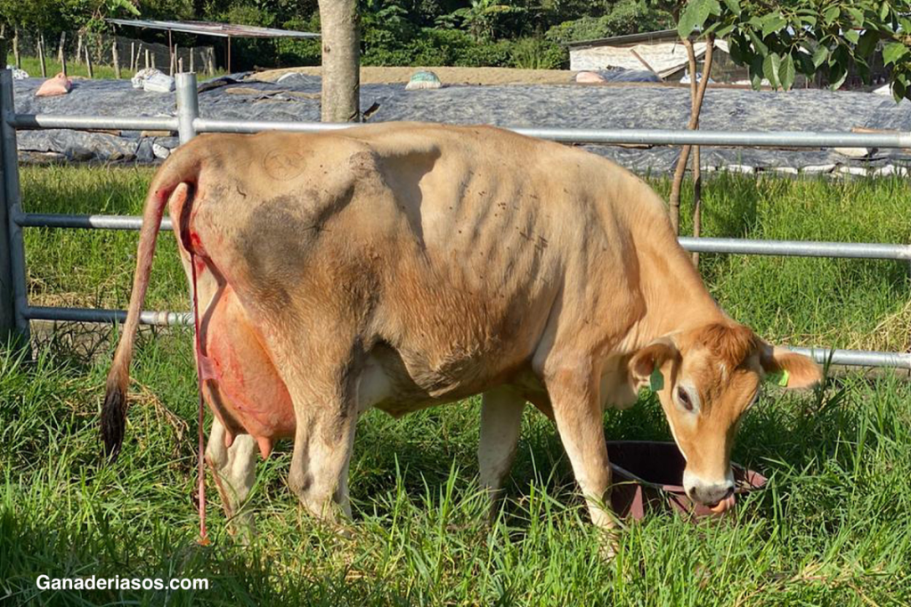 LA DIFICULTAD EN EL PARTO INFLUYE EN LA COJERA Y LA COMPOSICIÓN DE LA&nbsp;LECHE.