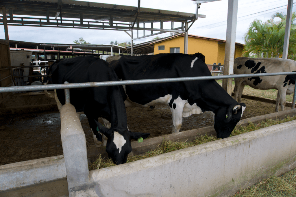 ENFOQUES NUTRICIONALES PARA LA DISMINUCIÓN DE LA REPRODUCCIÓN EN EL GANADO – PARTE&nbsp;DOS