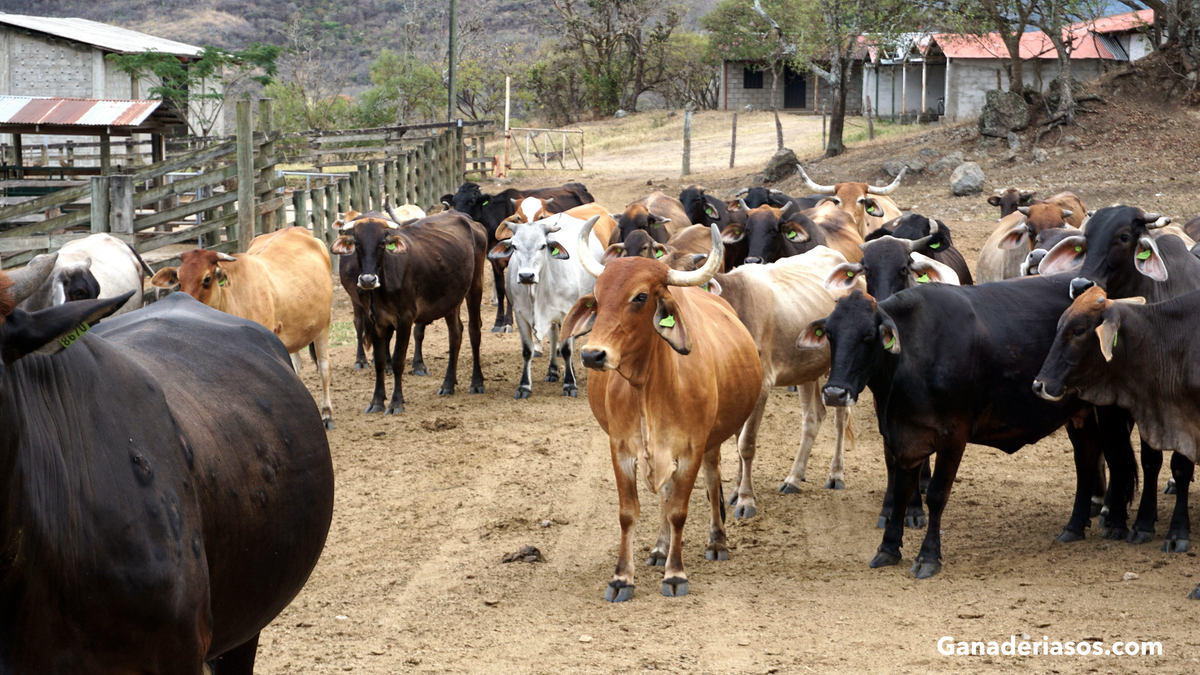 CARACTERIZACIÓN DE LA PRODUCCIÓN DE CARNE DE VACUNO EN BASE A PASTO EN GALICIA: DIFERENCIAS ENTRE LAS EXPLOTACIONES ECOLÓGICAS Y CONVENCIONALES