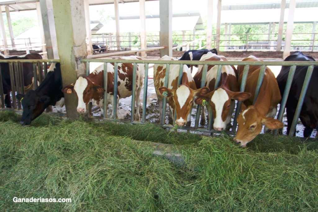 LA RUMIA Y LOS COMPLEMENTOS&nbsp;NUTRICIONALES