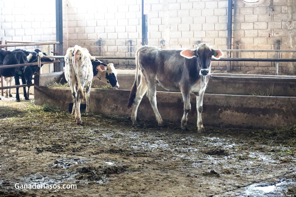 NUEVOS DESCUBRIMIENTOS PARA PREVENIR CONTRATIEMPOS DE SALUD EN VACAS EN TRASICIÓN.