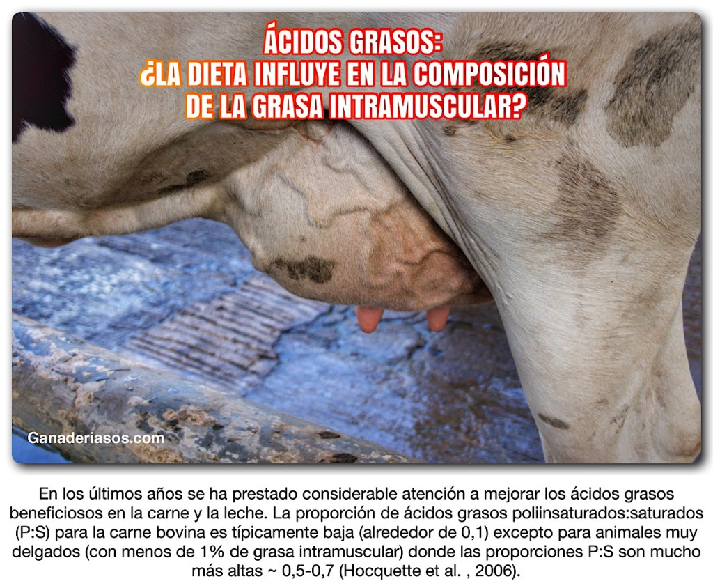 ÁCIDOS GRASOS: ¿LA DIETA INFLUYE EN LA COMPOSICIÓN DE LA GRASA&nbsp;INTRAMUSCULAR?