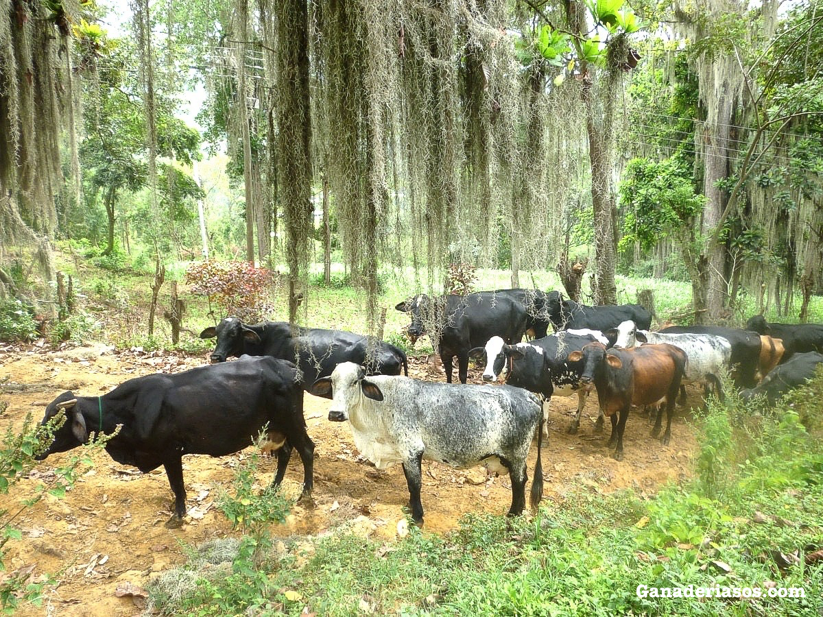 ALIMENTACIÓN EN EL CENTRO DE ATENCIÓN EN EL VIAJE HACIA CERO EMISIONES NETAS EN LA INDUSTRIA LÁCTEA