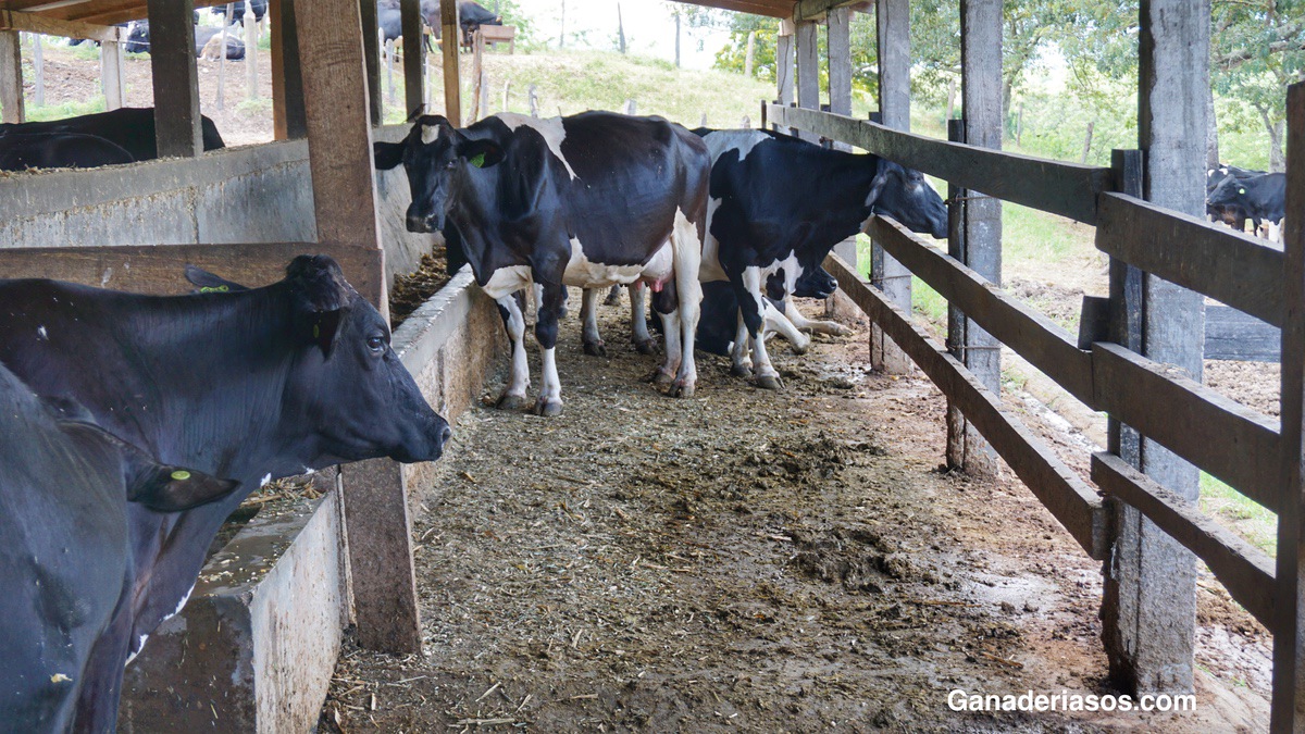 SÍNDROME DE DEPRESIÓN DE GRASA EN LECHE – MFD