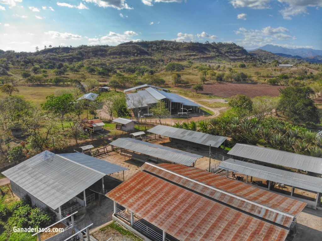 MILK UNLIMITED, UNA GRANJA AMERICANA CON 3200 VACAS QUE DECIDIÓ PASARSE A LOS CRUZAMIENTOS