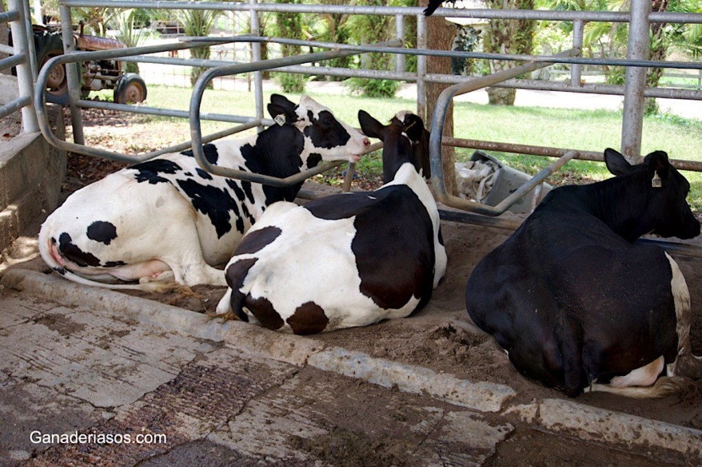 ¿CÓMO INFLUYE LA PARED CELULAR EN EL APROVECHAMIENTO DEL&nbsp;MAÍZ?