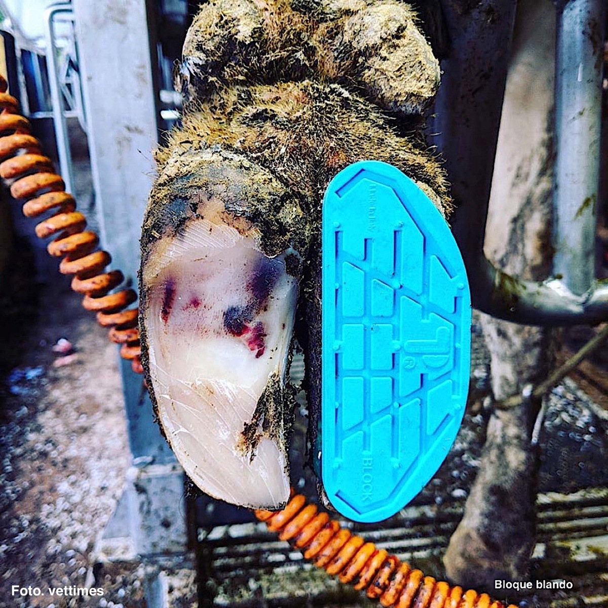 MANEJAR LA VACA COJA – IR MÁS ALLÁ DE LA CURA