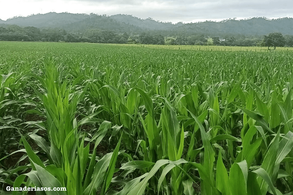 «PROTEGER A LAS VACAS DE LA VARIABILIDAD DEL FORRAJE DE ESTA&nbsp;TEMPORADA.»