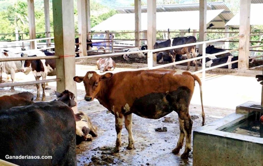 MEDICIÓN DEL AREA PÉLVICA COMO HERRAMIENTA DE PREDICCIÓN DE PARTOS DISTÓCICOS EN LAS&nbsp;VAQUILLAS