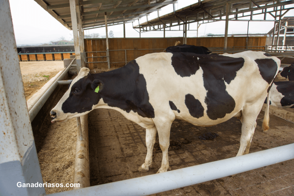 ¿QUÉ NOS DICE LA INVESTIGACIÓN ACTUAL SOBRE LA GESTIÓN DE LAS VACAS EN&nbsp;TRANSICIÓN?..