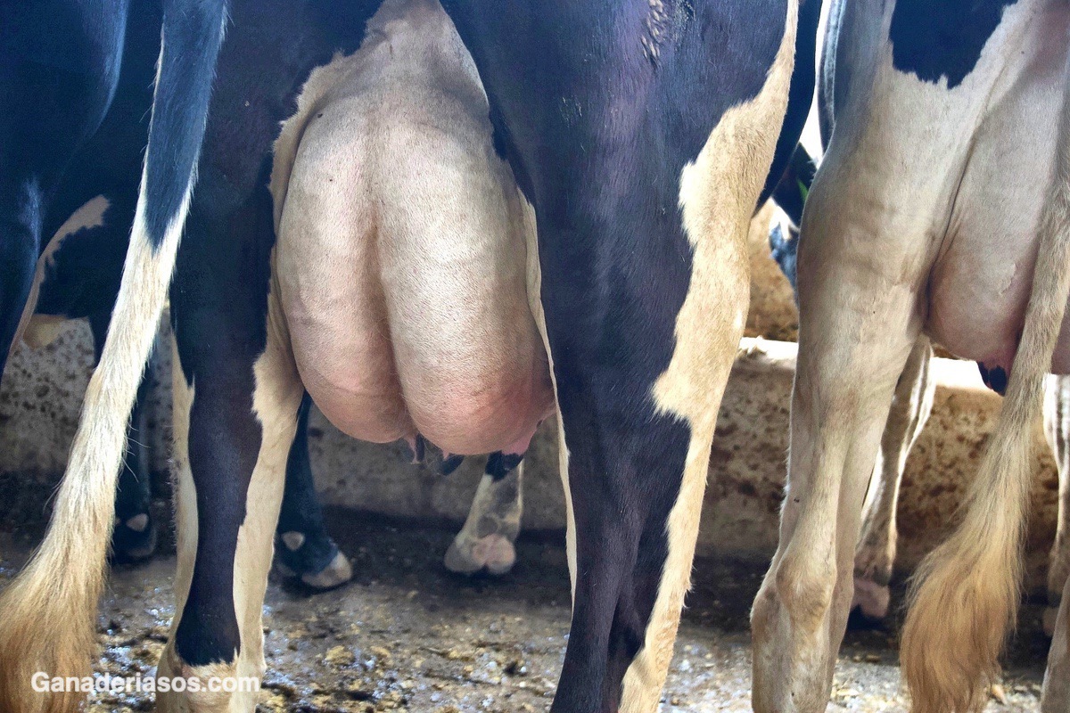 LA DERMATITIS DE LA UBRE