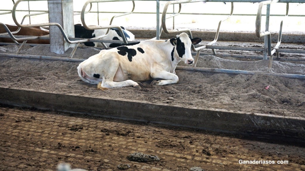 PROS Y CONTRAS DEL SECADO SELECTIVO  EN VACUNO DE&nbsp;LECHE