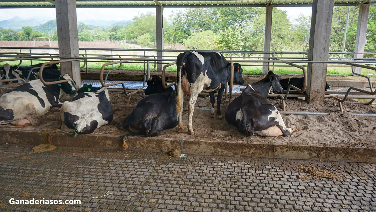 «EL ERROR MÁS IMPORTANTE ES NO BRINDAR A LAS VACAS UNAS CONDICIONES DE VIDA EXCELENTES»