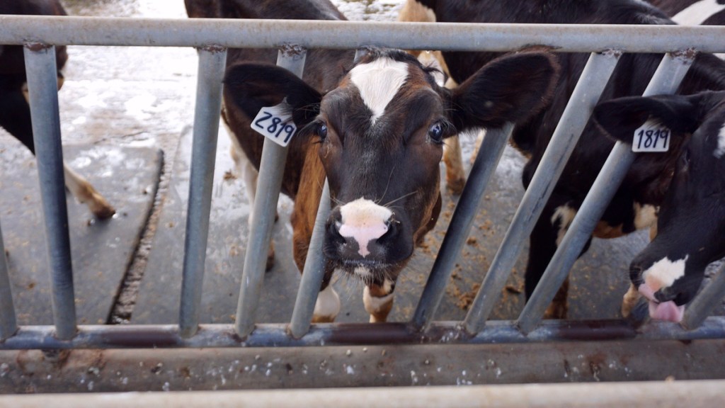 PARAMETROS REPRODUCTIVOS DE ACTUALIDAD EN HATOS LECHEROS DE LA COMARCA&nbsp;LAGUNERA.