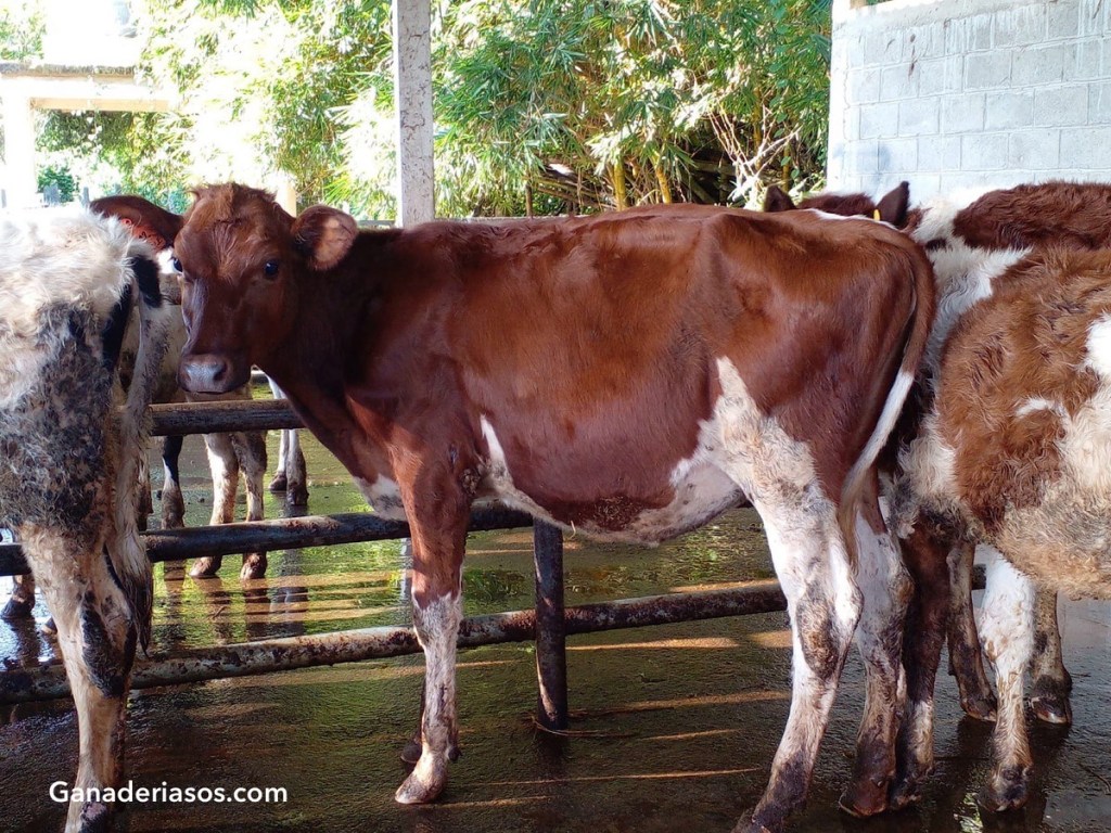 FACTORES DE RIESGO DE PARA EL DESCARTE DE NOVILLAS