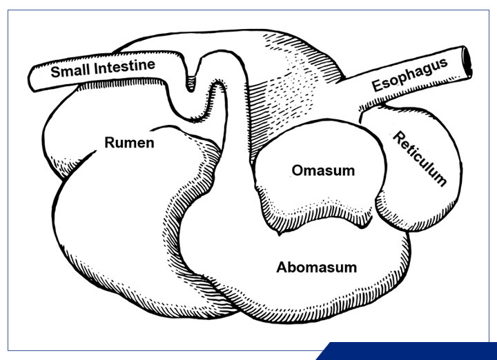 ASPECTOS GENERALES SOBRE EL RUMEN Y SU FISIOLOGÍA – GANADERIA SOS