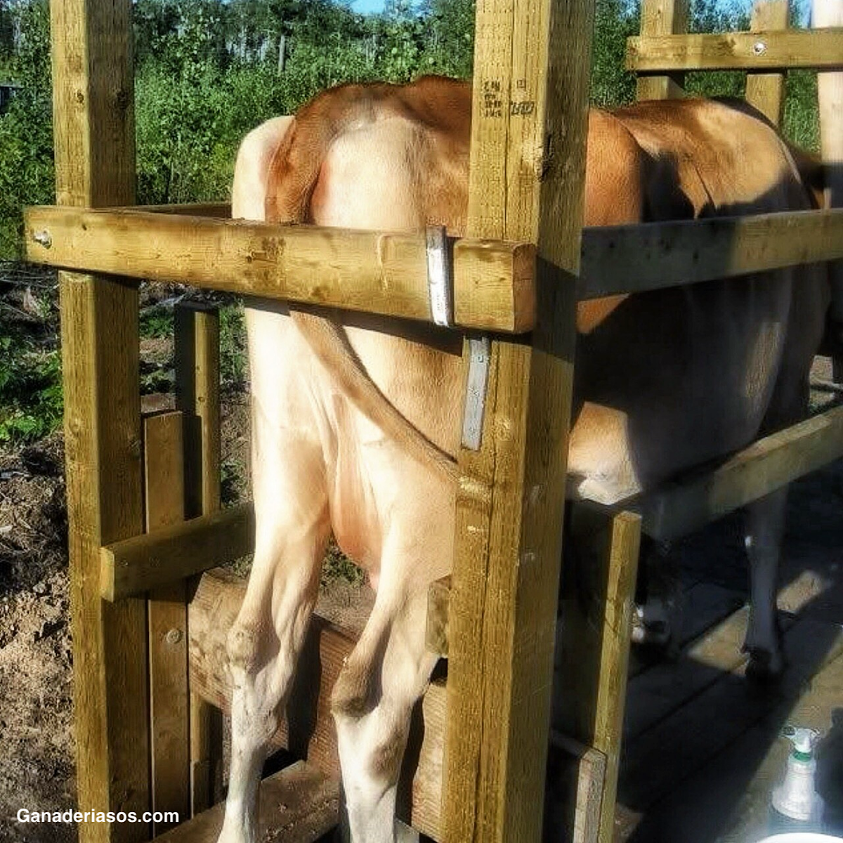 MONITOREO REMOTO DE LA SALUD Y PRODUCCIÓN LECHERA.