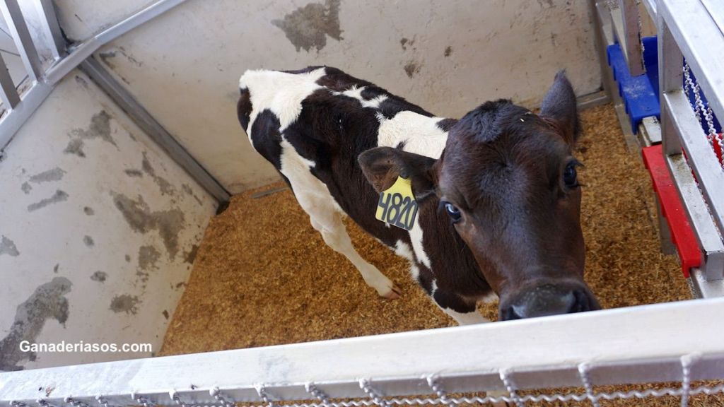 ¿DESMOCHAR O DESCORNAR? PAUTAS PARA HACERLO DE FORMA&nbsp;ADECUADA