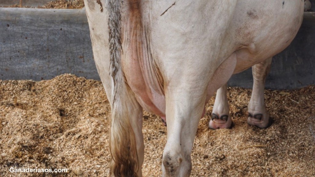 SECADO SELECTIVO, CUÁNDO Y CÓMO APLICARLO