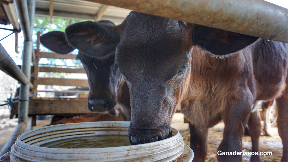 PRESIONANDO POR UNA MEJOR BONIFICACIÓN: CARNE X LECHE