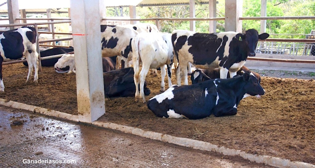 PROTOCOLOS DE EVALUACIÓN EN LAS ETAPAS CRÍTICAS DE LAS&nbsp;NOVILLAS