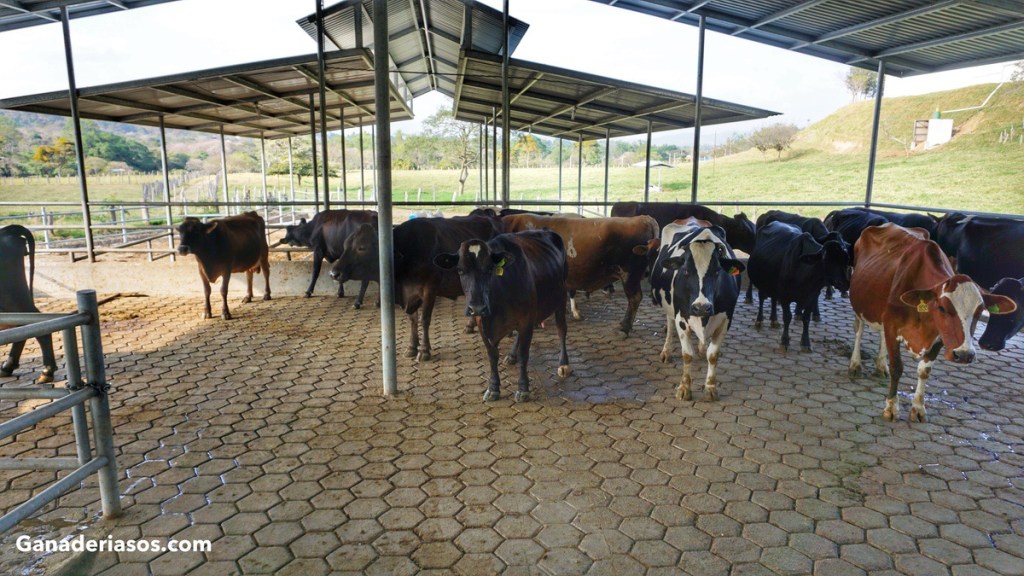 ESTRÉS TÉRMICO: REDUCIR EL IMPACTO SIN GRANDES&nbsp;INVERSIONES