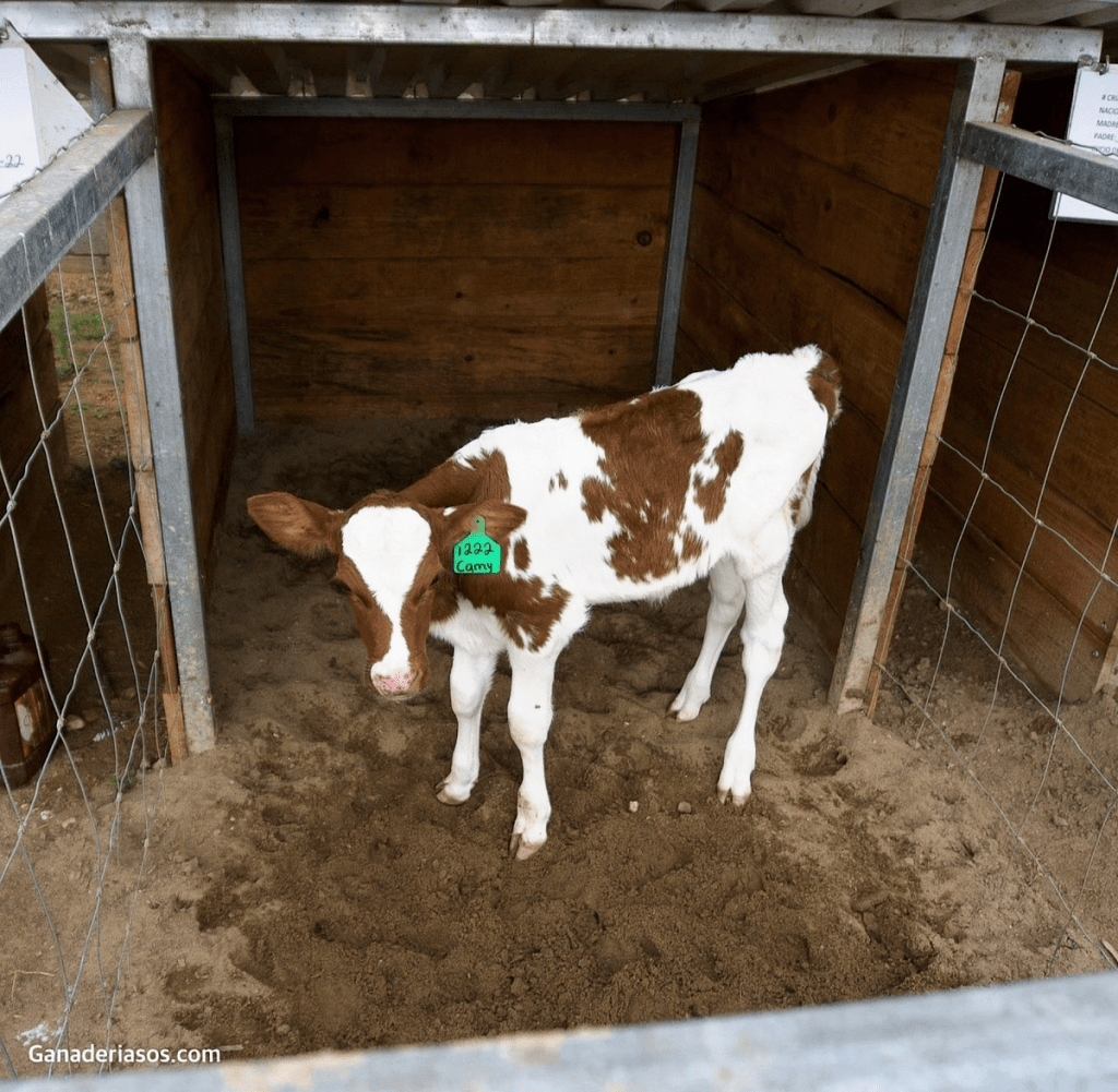 FACTORES QUE AFECTAN LA UTILIZACIÓN DEL CALOSTRO EN LOS&nbsp;TERNEROS
