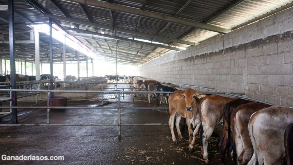 EL GRAN VALOR DE LA BAJA&nbsp;HEREDABILIDAD