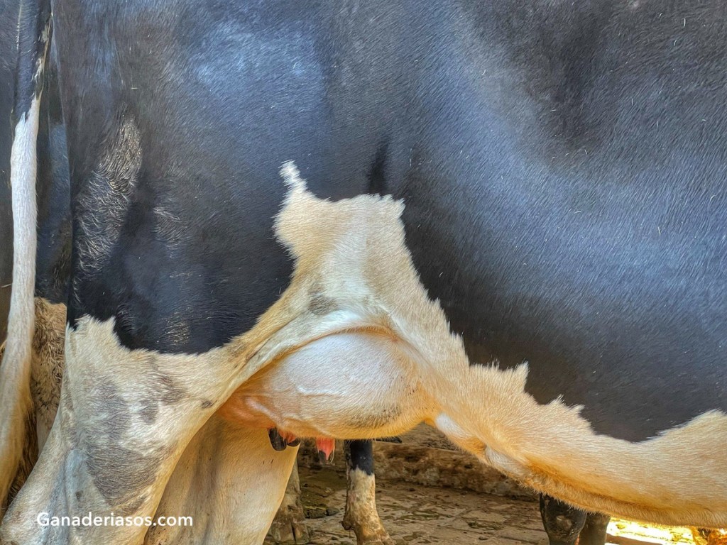 HIGIENE DEL ORDEÑO: BIOCIDAS, ALQUIMIA, MITOS Y LEYENDAS. NO TODO&nbsp;VALE