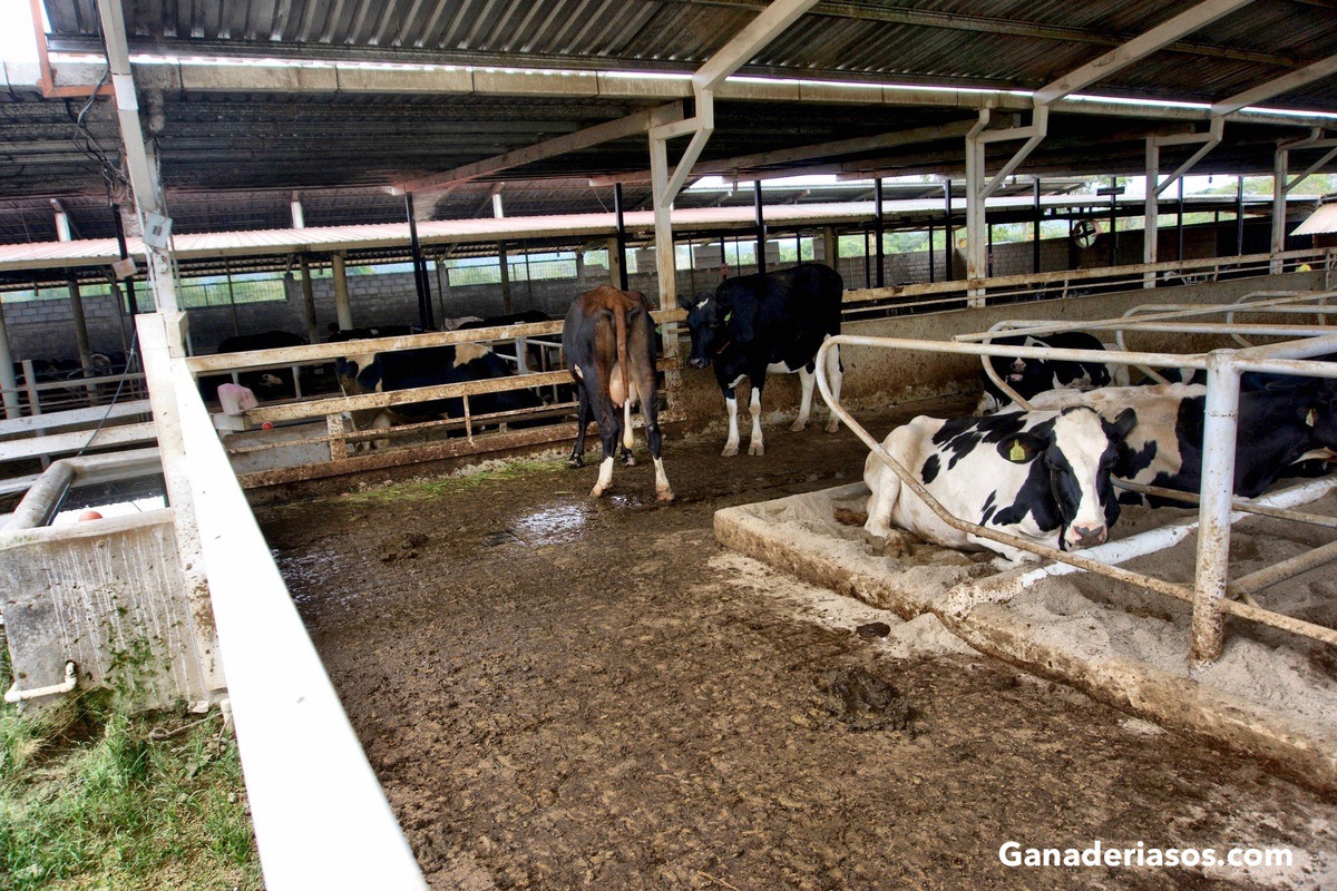 EL COMPORTAMIENTO DE ASEO ENTRE LAS VACAS LECHERAS REVELA UNA COMPLEJA RED SOCIAL..