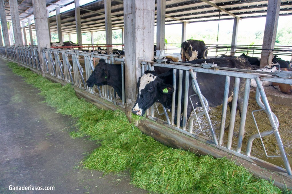 SEQUÍA Y DEFICIENCIA DE FIBRA EN DIETAS DE VACAS&nbsp;LECHERAS