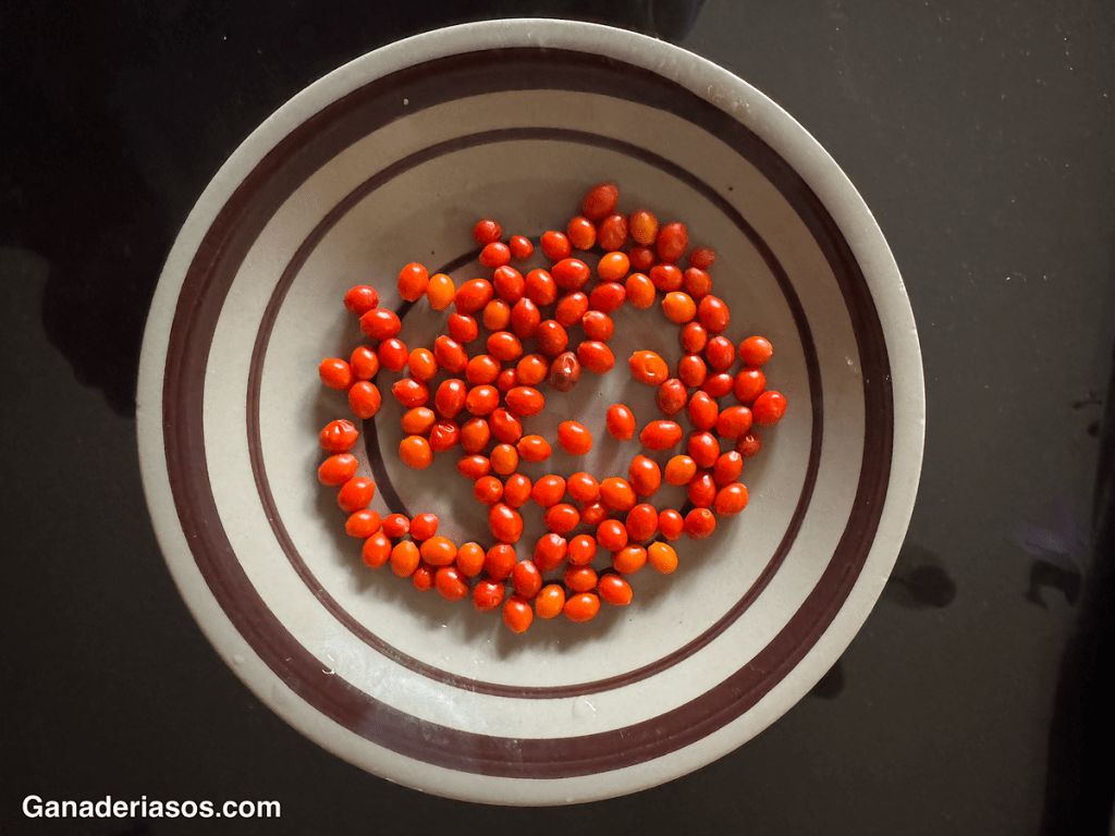 LOS CHILES AYUDAN A LAS VACAS A UTILIZAR LA ENERGÍA DE MANERA MÁS EFICIENTE.