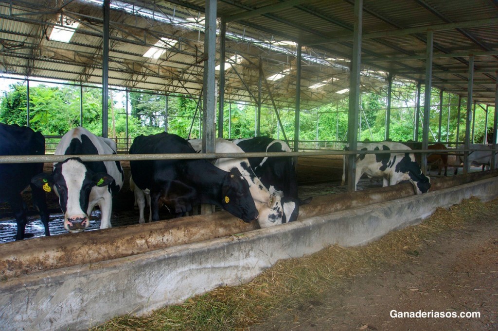 CAUSAS, ESTRATEGIAS DE PREVENCIÓN Y TRATAMIENTO PARA ABORDAR LA MASTITIS