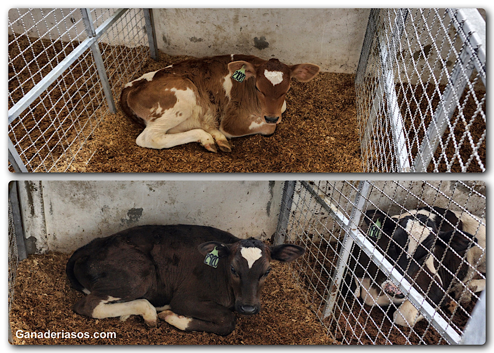 ACTUALIZACIONES SOBRE FERTILIDAD&nbsp;BOVINA