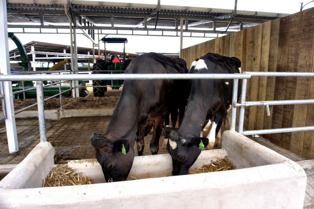 NUEVOS OBJETIVOS DE SELECCIÓN&nbsp;GENÉTICA