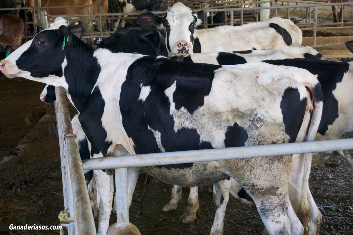 CRIANZA DE BECERROS EN EL TRÓPICO MEXICANO