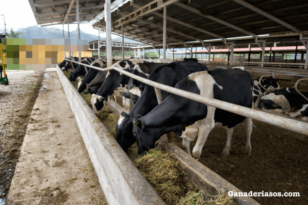 ESTRATEGIAS NUTRICIONALES PARA MITIGAR LOS EFECTOS NEGATIVOS DEL ESTRÉS TÉRMICO: SUPLEMENTACIÓN CON GRASAS&nbsp;PROTEGIDAS